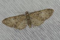 Eupithecia abbreviata