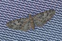 Eupithecia dodoneata