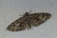 Eupithecia cocciferata
