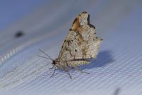 Macaria alternata