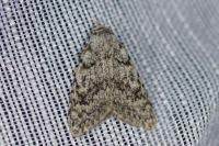 Nola cicatricalis