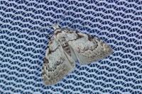 Nola confusalis