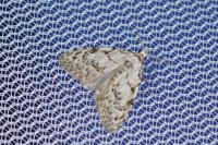 Nola confusalis