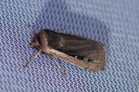 Ochropleura leucogaster