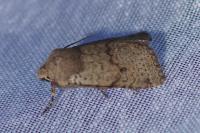 Spudaea ruticilla