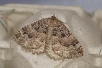 Triphosa dubitata