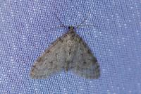 Trichopteryx carpinata