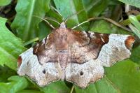 Selenia tetralunaria