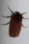 Phragmatobia fuliginosa