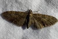 Eupithecia abbreviata