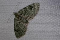Chloroclystis v-ata