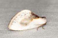 Cilix glaucata