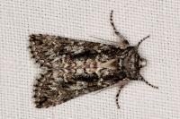 Polyploca ridens