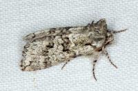 Polyploca ridens