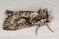 Polyploca ridens