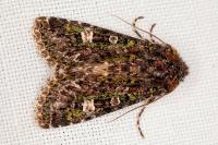 Valeria jaspidea