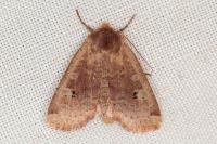 Conistra erythrocephala