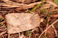 Conistra staudingeri