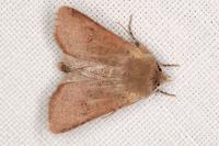 Spudaea ruticilla