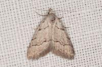 Nola thymula thymula