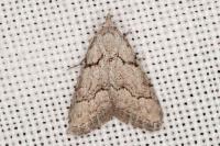 Nola thymula thymula