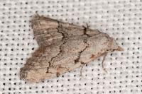 Nola thymula thymula