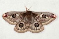 Saturnia pavonia/pavoniella