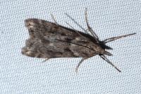 Eudonia angustea