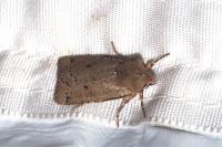 Spudaea ruticilla