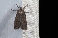 Pachycnemia hippocastanaria hippocastanaria