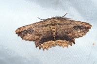 Menophra abruptaria