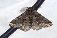 Lycia hirtaria