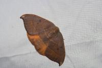Watsonalla uncinula