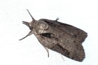 Nycteola columbana