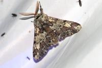 Biston strataria