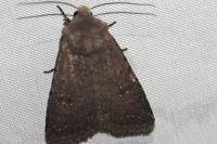 Caradrina flavirena
