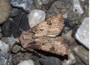 Agrotis puta
