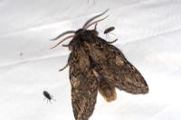 Peridea anceps
