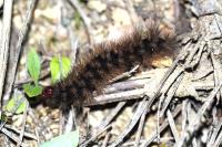 Arctia villica
