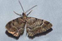 Gymnoscelis rufifasciata