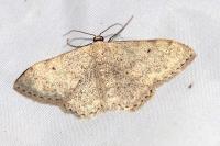 Scopula marginepunctata