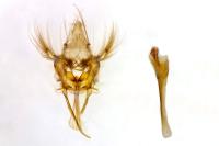 Nycteola siculana