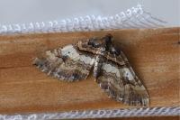 Earophila badiata