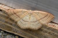 Cyclophora linearia