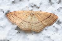 Cyclophora linearia