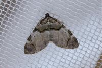 Anticlea derivata