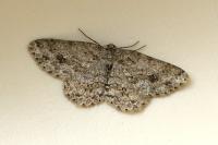 Ectropis crepuscularia