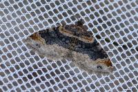 Xanthorhoe ferrugata