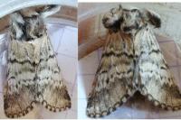 Drymonia ruficornis
