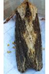 Egira conspicillaris